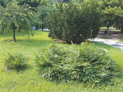 北京植物園花境中的觀賞草魅力究竟在哪里？